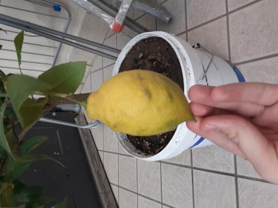 15875742420166044559314456288586.jpg (90.67 KiB) Osservato 513 volte 15875742420166044559314456288586.jpg