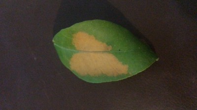 Foglia limone macchia gialla / DD164114-1E06-4464-9766-859A2C6A0969.jpeg DD164114-1E06-4464-9766-859A2C6A0969.jpeg