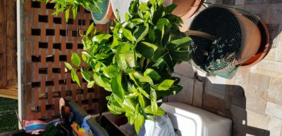 20200725_135447_compress13.jpg (94.01 KiB) Osservato 514 volte 20200725_135447_compress13.jpg