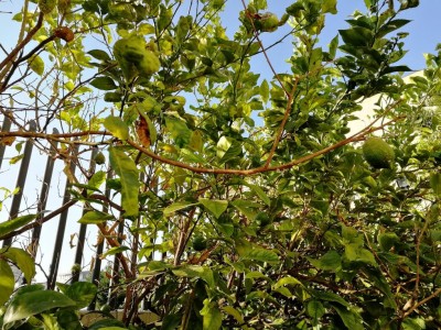 IMG_20200829_075318.jpg (230.57 KiB) Osservato 747 volte IMG_20200829_075318.jpg