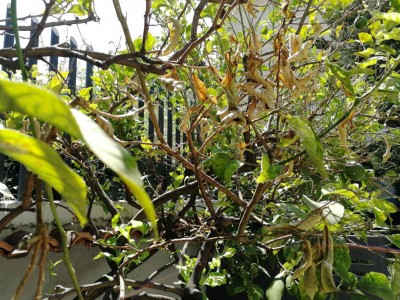 IMG_20200829_123129.jpg (213.71 KiB) Osservato 746 volte IMG_20200829_123129.jpg