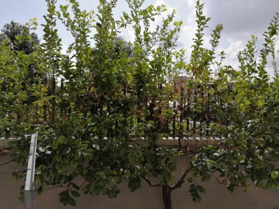 IMG_20200831_105212.jpg (195.64 KiB) Osservato 746 volte IMG_20200831_105212.jpg