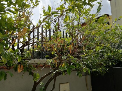 IMG_20200831_105225.jpg (195.63 KiB) Osservato 746 volte IMG_20200831_105225.jpg