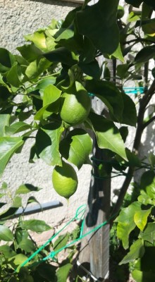 122551334_776104873236221_5573860168676109505_n.jpg (78.62 KiB) Osservato 624 volte 122551334_776104873236221_5573860168676109505_n.jpg