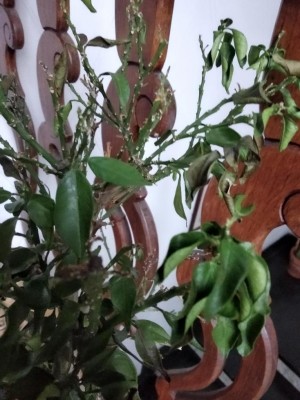 chinotto foglie arricciate.jpg (98.59 KiB) Osservato 921 volte chinotto foglie arricciate.jpg