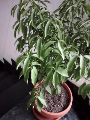 kumquat foglie mogie.jpg (106.48 KiB) Osservato 921 volte kumquat foglie mogie.jpg