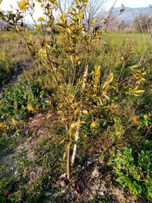 12.jpg (247.78 KiB) Osservato 565 volte 12.jpg