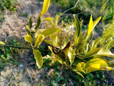 11.jpg (112.97 KiB) Osservato 565 volte 11.jpg