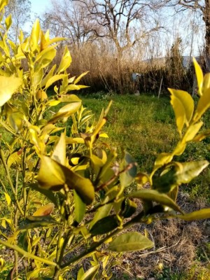 13.jpg (173.18 KiB) Osservato 565 volte 13.jpg