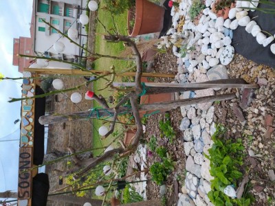 1617783301385.jpg (178.52 KiB) Osservato 539 volte 1617783301385.jpg