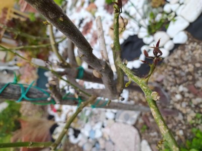 1617783301350.jpg (82.87 KiB) Osservato 539 volte 1617783301350.jpg