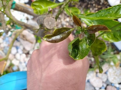 1620197928950.jpg (80.58 KiB) Osservato 539 volte 1620197928950.jpg