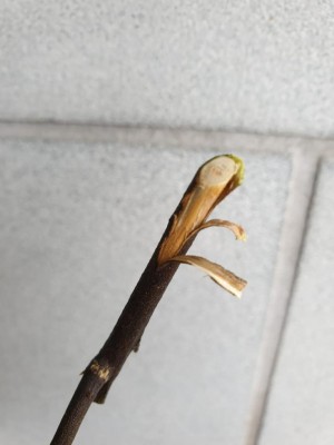 IMG-20210718-WA0001.jpg (42.49 KiB) Osservato 541 volte IMG-20210718-WA0001.jpg