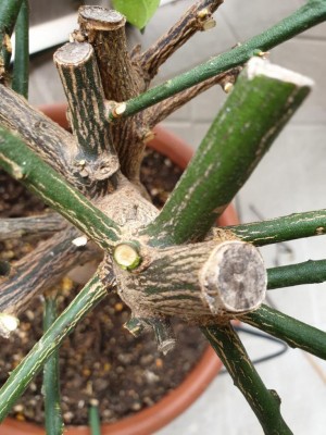 IMG-20210718-WA0002.jpg (111.92 KiB) Osservato 541 volte IMG-20210718-WA0002.jpg