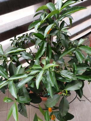 IMG-20210718-WA0003.jpg (129.32 KiB) Osservato 541 volte IMG-20210718-WA0003.jpg