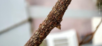 macro rametto / 1631445962863.jpg 1631445962863.jpg