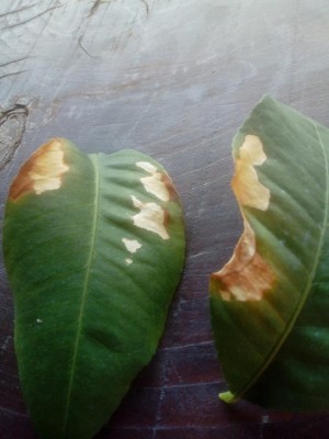 IMG_20220725_113446.jpg (71.26 KiB) Osservato 752 volte IMG_20220725_113446.jpg