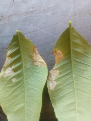 IMG_20220725_113428.jpg (67.78 KiB) Osservato 752 volte IMG_20220725_113428.jpg