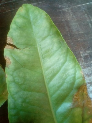 IMG_20220725_113730.jpg (73.03 KiB) Osservato 752 volte IMG_20220725_113730.jpg