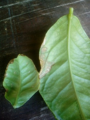 IMG_20220725_113718.jpg (80.52 KiB) Osservato 752 volte IMG_20220725_113718.jpg