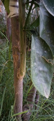 295947758_5625396857481892_7061694193381416971_n.jpg (82.94 KiB) Osservato 590 volte 295947758_5625396857481892_7061694193381416971_n.jpg