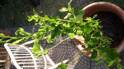 limone1.jpg (132.47 KiB) Osservato 825 volte limone1.jpg