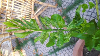 limone2.jpg (100.72 KiB) Osservato 825 volte limone2.jpg