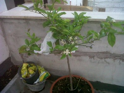 IMG00058-20120509-2015.JPG (99.85 KiB) Osservato 853 volte IMG00058-20120509-2015.JPG