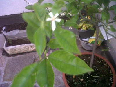 IMG00060-20120509-2015.JPG (99.88 KiB) Osservato 853 volte IMG00060-20120509-2015.JPG