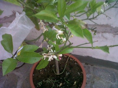 IMG00059-20120509-2015.JPG (110.31 KiB) Osservato 853 volte IMG00059-20120509-2015.JPG