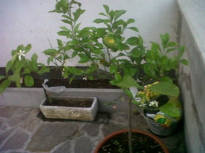 IMG00061-20120509-2015.JPG (99.94 KiB) Osservato 853 volte IMG00061-20120509-2015.JPG