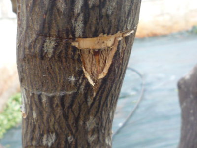 P1060643.JPG (101.77 KiB) Osservato 3038 volte P1060643.JPG