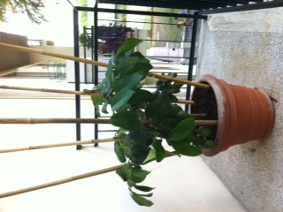 pianta di lato.... / foto_2.JPG foto_2.JPG