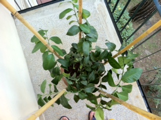 Struttura pianta da sopra.... / foto_4.JPG foto_4.JPG