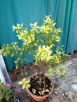 Photo 16-10-12 08 33 07.jpg (111.81 KiB) Osservato 3572 volte Photo 16-10-12 08 33 07.jpg