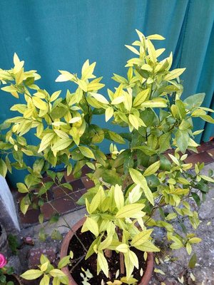 Photo 16-10-12 08 33 13.jpg (118.18 KiB) Osservato 3572 volte Photo 16-10-12 08 33 13.jpg