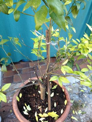 Photo 16-10-12 08 33 21.jpg (106.17 KiB) Osservato 3572 volte Photo 16-10-12 08 33 21.jpg