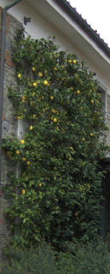 Spalliera%20a%20muro.jpg Spalliera%20a%20muro.jpg