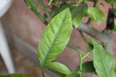 IMG_9419.JPG (77.01 KiB) Osservato 1215 volte IMG_9419.JPG