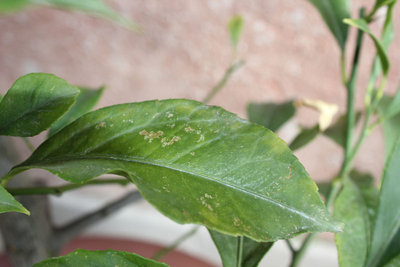 IMG_9422.JPG (81.13 KiB) Osservato 1215 volte IMG_9422.JPG