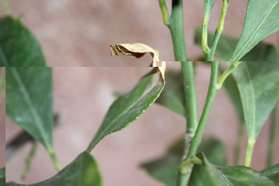 IMG_9423.JPG (67.69 KiB) Osservato 1215 volte IMG_9423.JPG