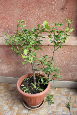 IMG_9425.JPG (185.74 KiB) Osservato 1215 volte IMG_9425.JPG