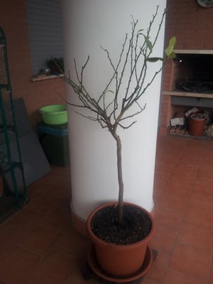 Il limone nel suo insieme / 20130308_083849b.jpg 20130308_083849b.jpg