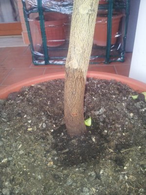 La "macchia di umidità" / 20130308_083932b.jpg 20130308_083932b.jpg