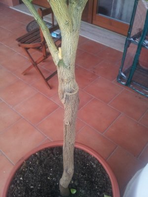 L'innesto / 20130308_084050b.jpg 20130308_084050b.jpg