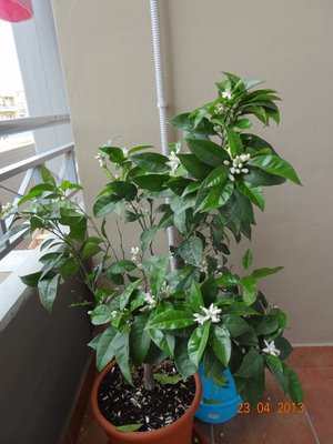 ArancioA.jpg (306.49 KiB) Osservato 2179 volte ArancioA.jpg