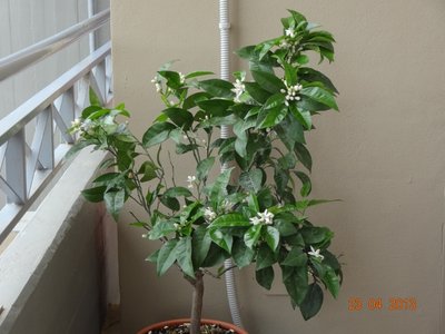 ArancioB.jpg (298.51 KiB) Osservato 2179 volte ArancioB.jpg