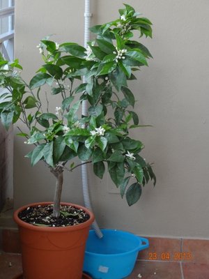 ArancioC.jpg (289.8 KiB) Osservato 2179 volte ArancioC.jpg