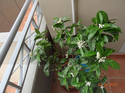 ArancioChiomaA.jpg (309.28 KiB) Osservato 2179 volte ArancioChiomaA.jpg