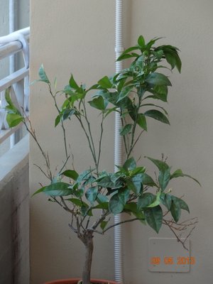 Arancio.jpg (277.49 KiB) Osservato 1277 volte Arancio.jpg